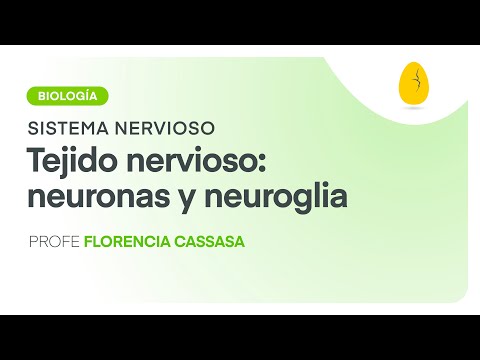 Tejido nervioso: Neuronas