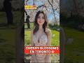 Los Mejores Lugares para ver los  Cherry Blossoms en Toronto 🌸 #shorts