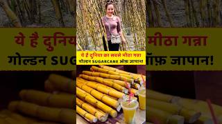 Unknown Facts About GOLDEN SUGARCANE of Japan! #facts #shorts #truinfopedia