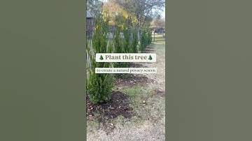 Privacy Screen with Spartan Juniper Trees 🌲 #landscaping #juniper #privacyfence #gardening