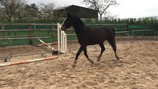 Ref 560 4 Yr Old Bay Gelding By Afellay Z 15.2Hh