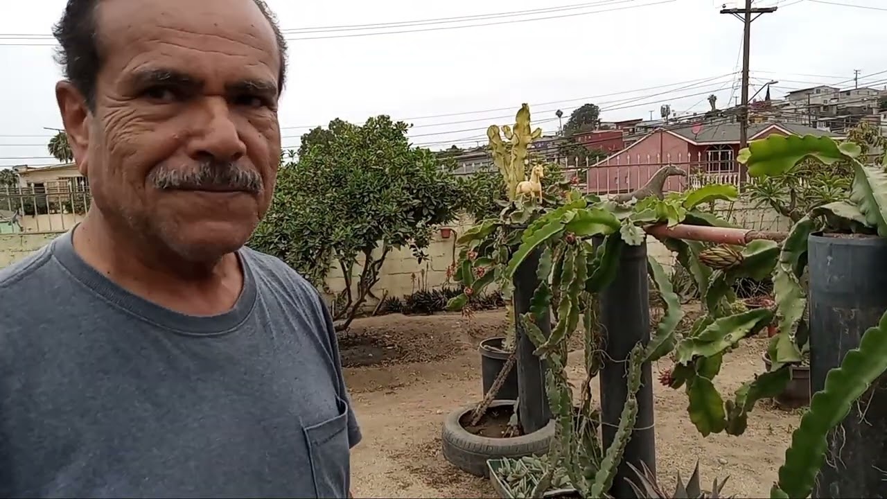 Pitahayas Fruta del dragón en Ensenada con Francisco