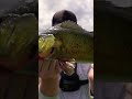 I Caught A CRAZY Fish In A Neighborhood Pond!!!