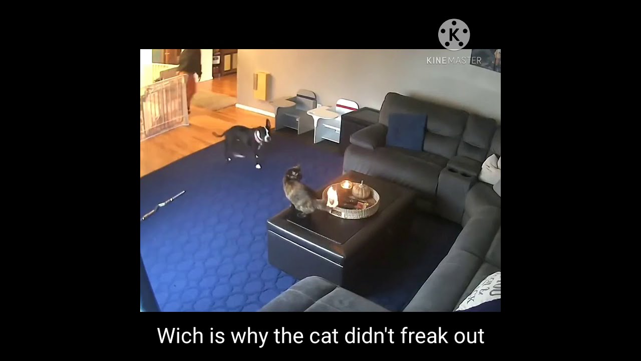 Cat catches on fire but doesn't care YouTube