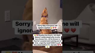 🚨 Murphy’s Final Countdown: $200 Away From a Second Chance at Life 🐶💔