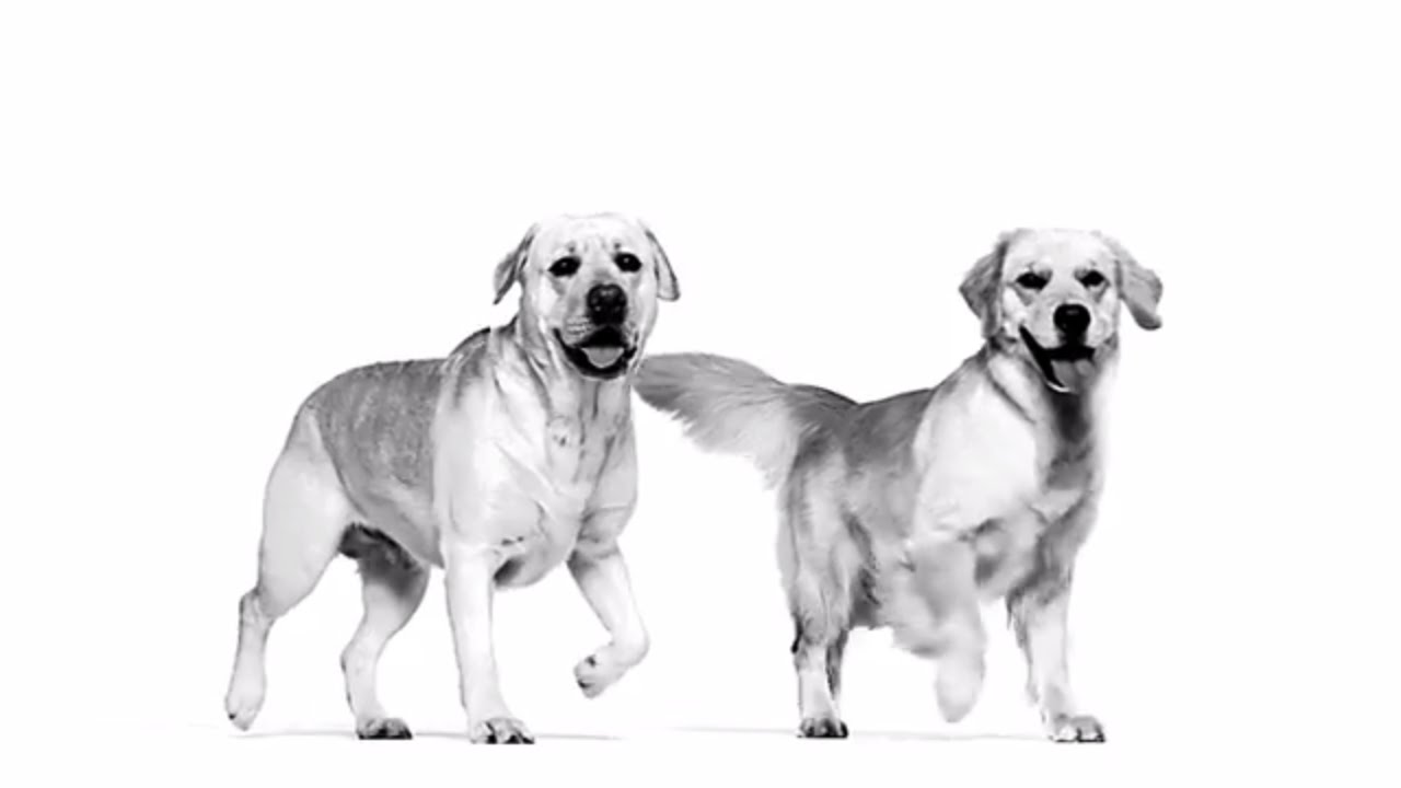 Royal Canin. Breed Health Nutrition