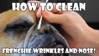 How To: Ted the French Bulldog Nose/Wrinkle Cleaning