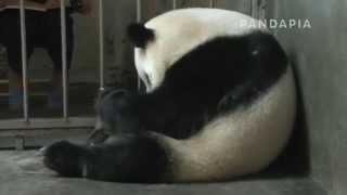 pandapia 20140718-0803-月亮室內-成績-成績生産 成績坐在角落裏舔産道口2