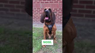 A Bloodhound’s Charm Explained!