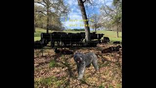 Herding Dog Quits  #bouvierdesflandres #shorts #dog