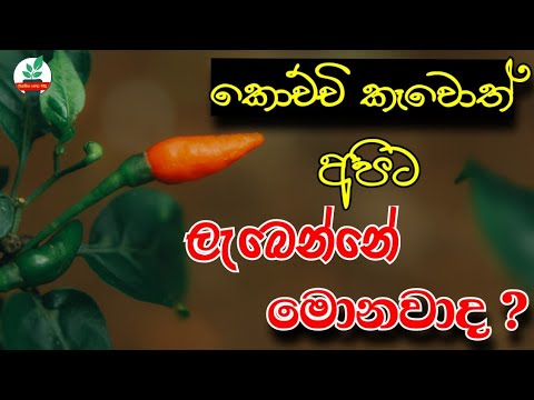 කොච්චි වලින් අපට ලැබෙන්නේ මොනවාද ? | Herbal properties of Tabasco Pepper | Healing of diseases