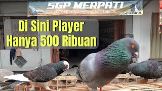 Download Lagu Kios Merpati Baru Isinya Jos Jos Mau Bahan Atau Player disini Ada MP3