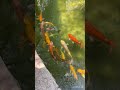 Koi Fishes - Fish pond in Infosys 🐠🐟