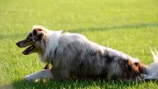 Mia - Frisbee & Tricks by Joanne Radelet 10,087 views 10 years ago 4 minutes, 45 seconds