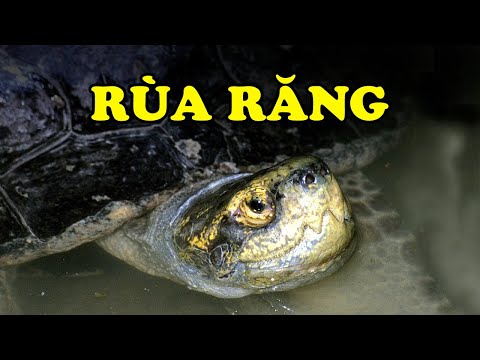 Video Tìm hiểu về Rùa Răng | Loài rùa 
