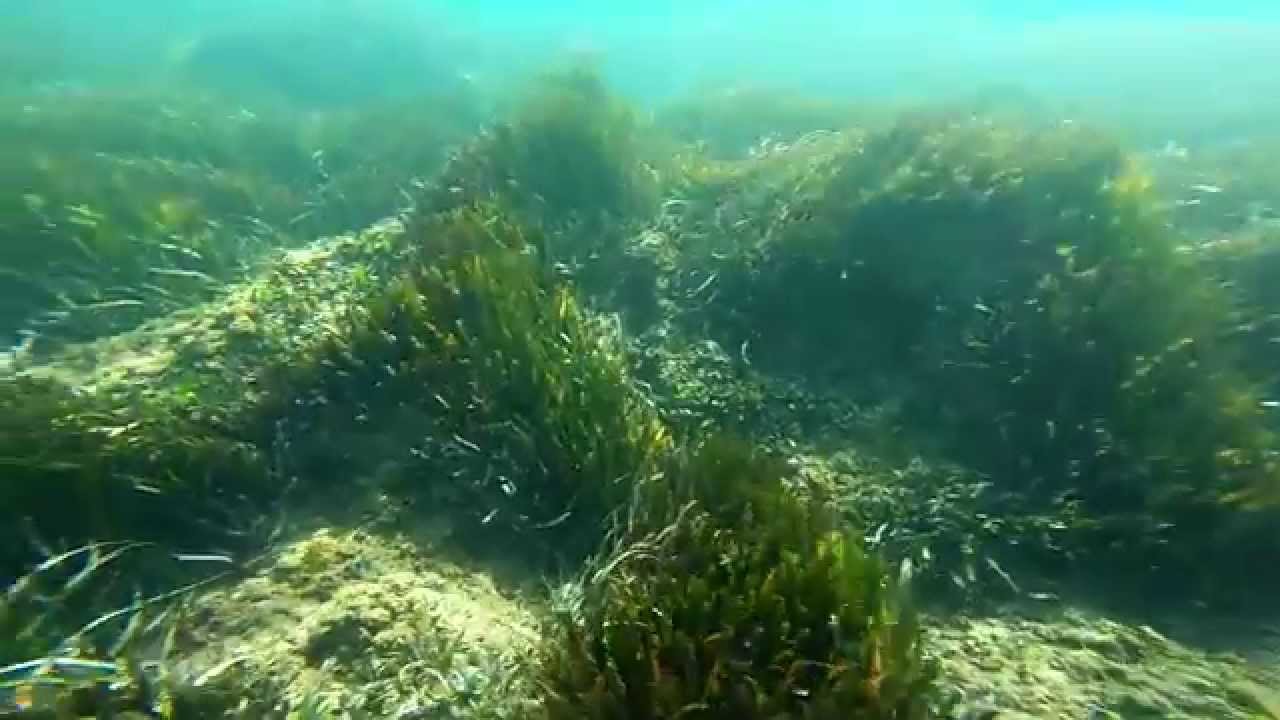 Octubre és tropical a la Renegà