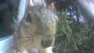 How does squirrel 🐿️ know she’s so cute?