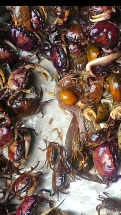 Amazing fishing catch crab on the flooding #snails  # best catching #fishing #catching by hand