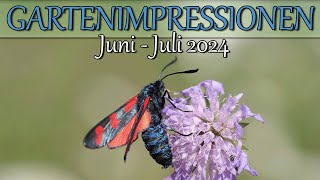 Gartenimpressionen Juni - Juli 2024
