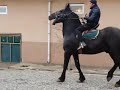 Доданы жаратын Көкпар аттары🏇