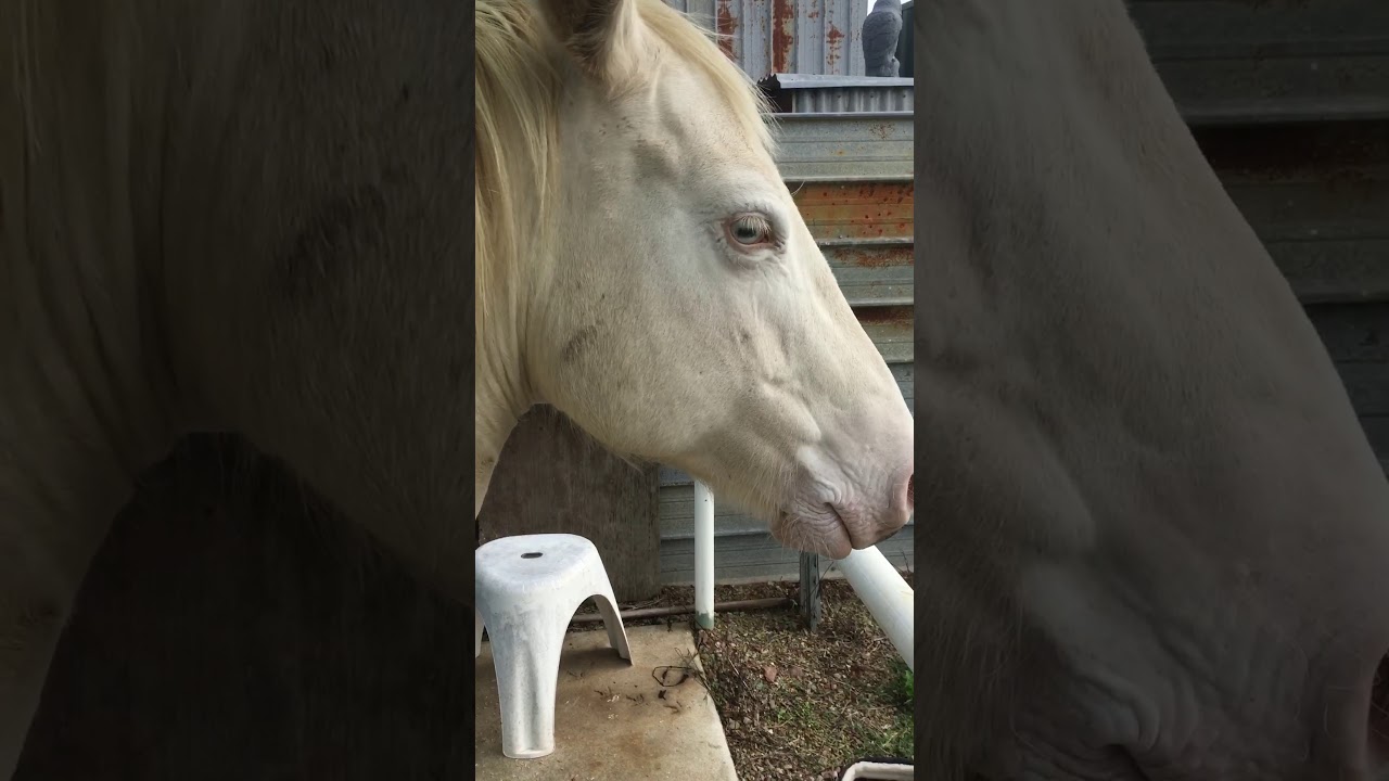 camera iphone 8 plus apk Sunbrero horse mask product test 2018