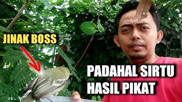 GARA-GARA TRIK LICIK INI BURUNG SIRTU BAHAN PIKAT JADI JINAK TOTAL.. DIBILANG BOHONG SAYA...