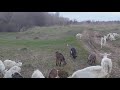 Лиса охотится на коз