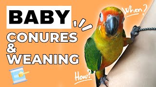 Weaning Baby Birds | Answering Common Questions About Raising a Baby Conure