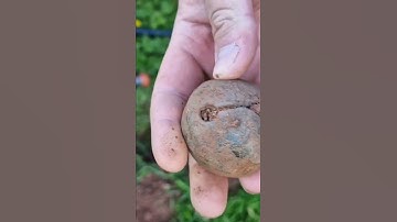 Metal detecting Devon, England. We found a complete Crotal Bell!