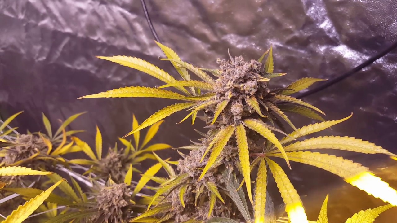 THC Bomb Day 67 of Flower