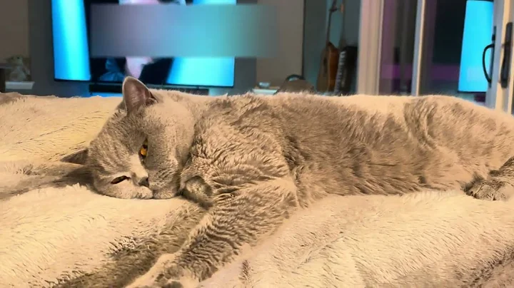 Video 10780511: sleepy british shorthair, adorable british shorthair, cute british shorthair