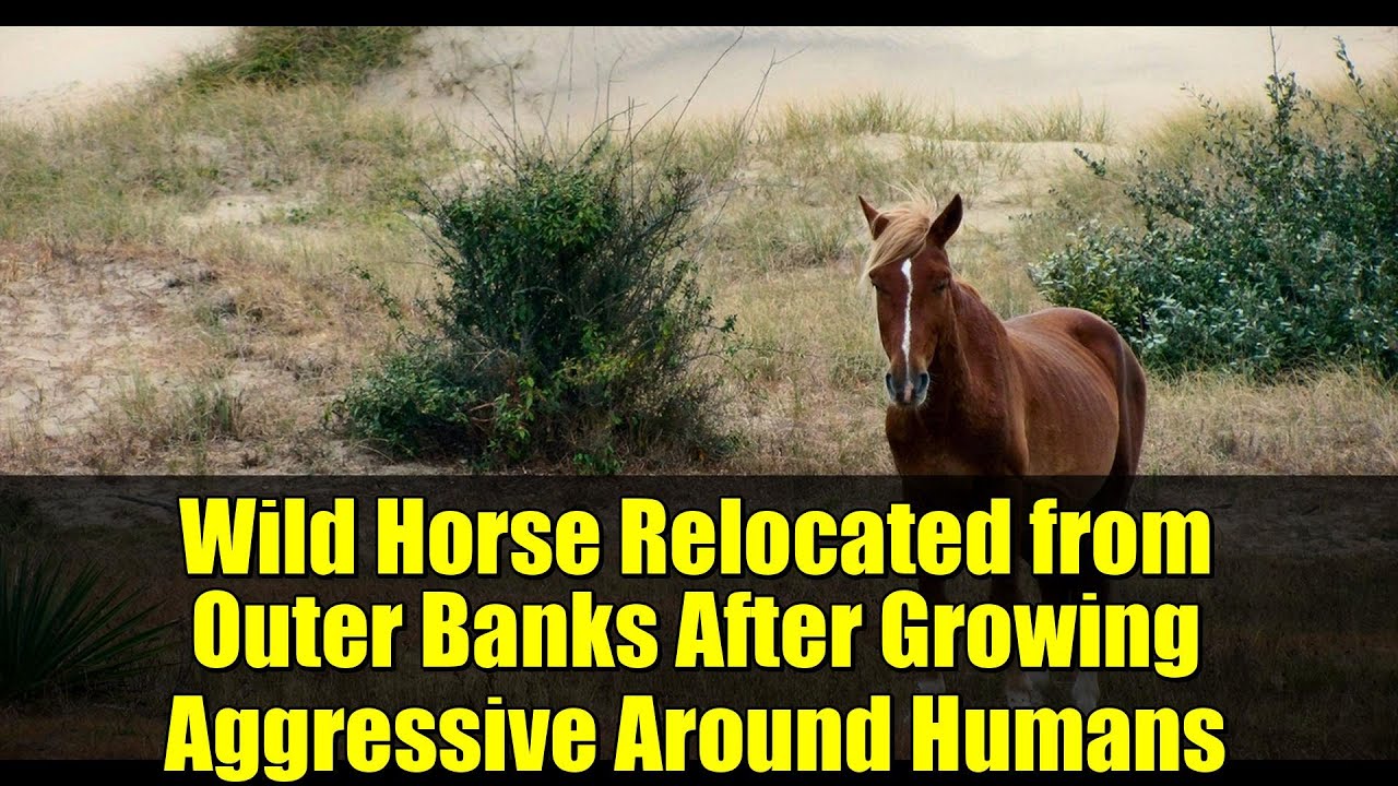 Дикую лошадь переселили из Внешних отмелей после того, как она стала агрессивной по отношению к л...