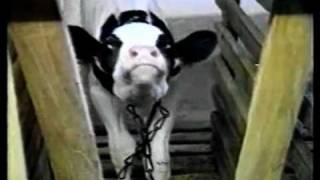Keepin It Green:Factory Farming in America part 3
