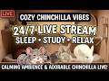 24時間チンチラライブ🐹うさぎも出るよ🐰 24/7 Cozy Live Cam with Chinchillas & Rabbits