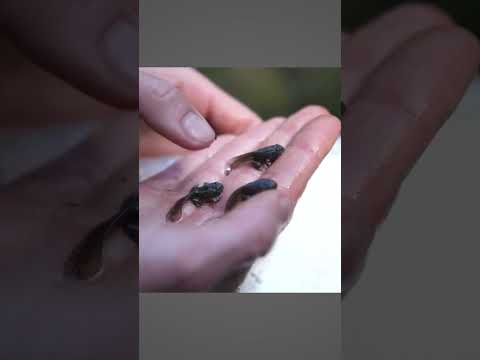 Video: Antara berikut, yang manakah berkembang menjadi amfibia pertama?
