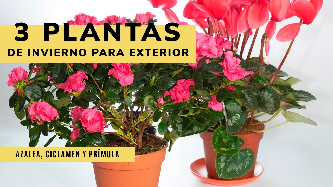 3 PLANTAS de INVIERNO perfectas para exterior ⛄? Azaleas, ciclámenes y  prímulas ?‍? Jardinatis - YouTube