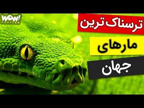 برترین ها : 5 تا از ترسناک ترین و خطرناک ترین مارهای جهان