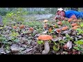 Našel sem křemenákový ráj!!! Plný koš velkých hub. Obří houby v lese. Houby 2023. Grzyby 2023
