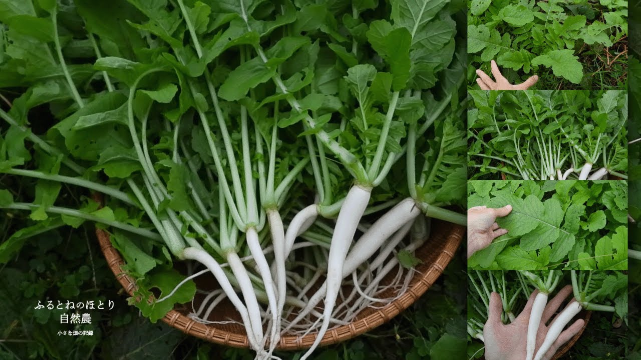 確認用、露地間引き大根菜 大根（短根系大根）の栽培：間引きは3回