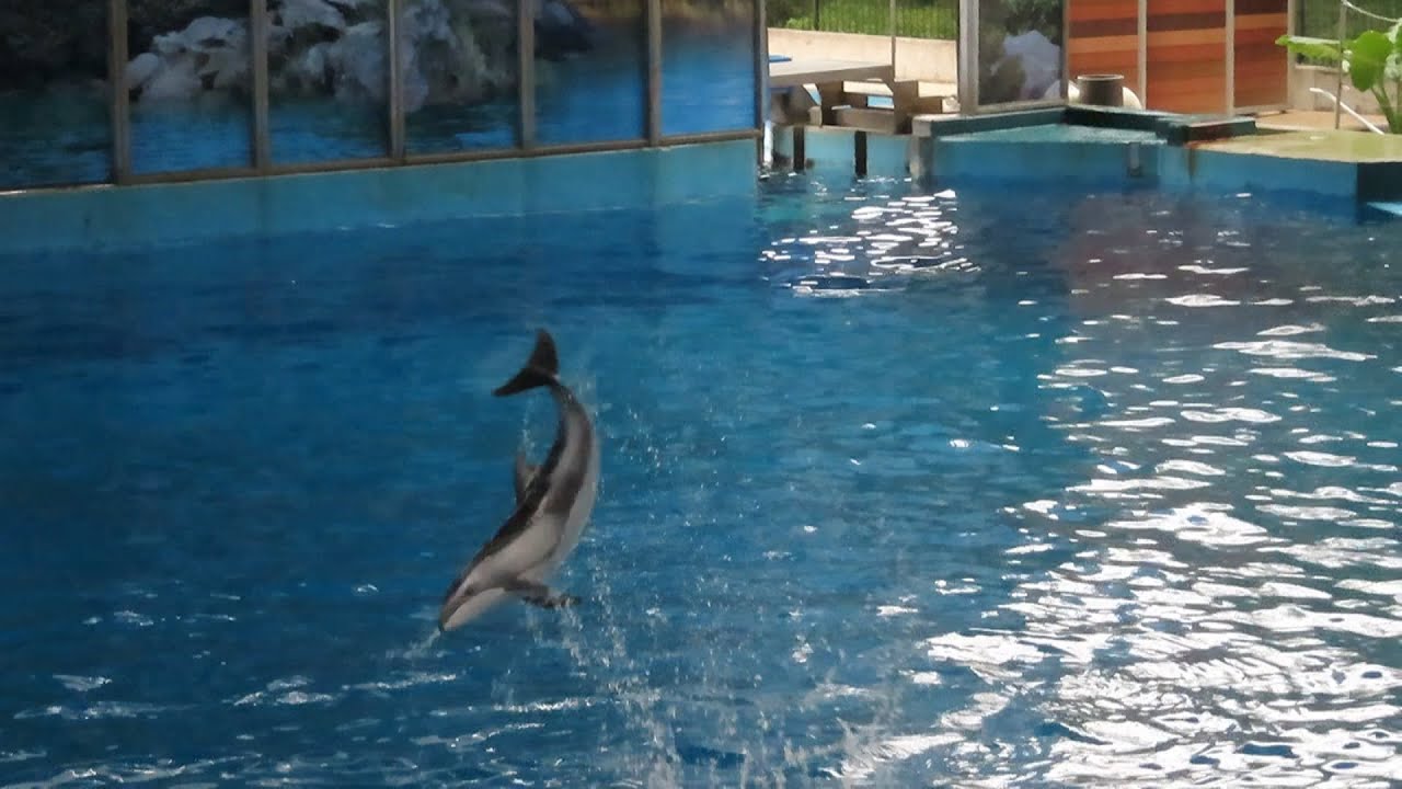 Beluga & Dolphin Trainer Talk with Hyper Baby Mai'a (11/8/24)