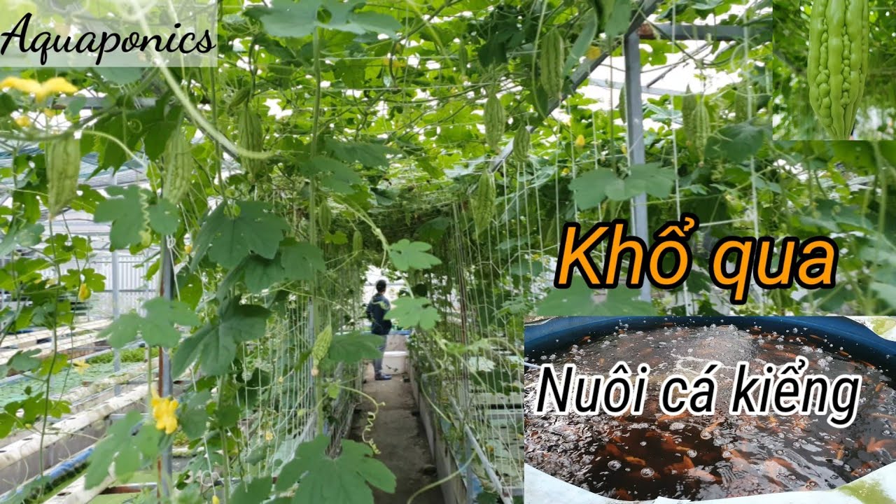 Aquaponics Nuôi cá kiểng kết hợp trồng Rau, Cây ăn trái khổ qua