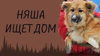 НЯША ИЩЕТ ДОМ | ДУША БРОДЯГИ | КАЛУГА НЯША ИЩЕТ ДОМ | ДУША БРОДЯГИ | КАЛУГА