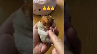 Funny 20240066shortsforyou