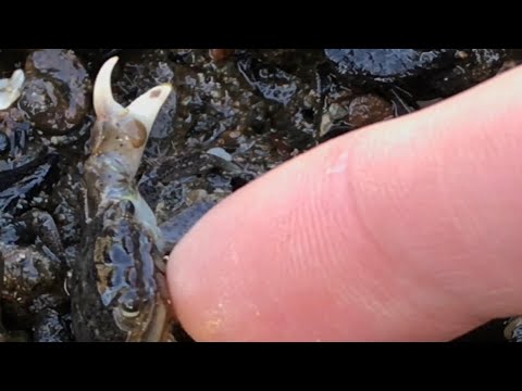 Shrimp Parasite Removal and Crab TikTok Compilation