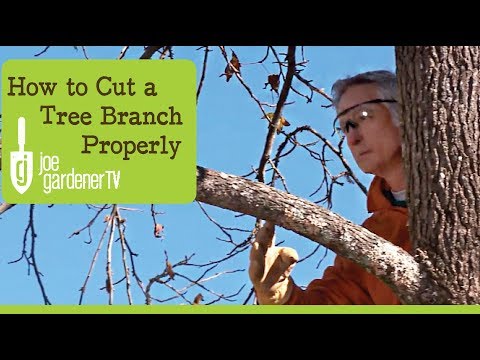 How to Cut a Tree Branch Properly