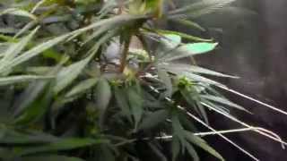 a look at my blue cheese in the start of week 3 of flower