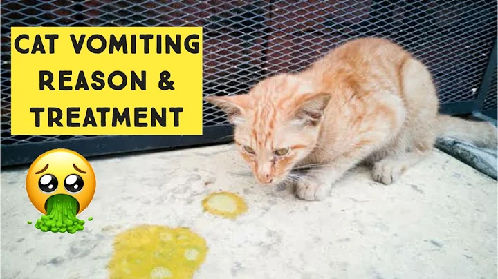 Why Do Cats vomit | Causes Cats Throw Up and Ways to Treat a Vomiting Cat - DayDayNews