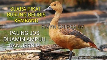 SUARA PIKAT BELIBIS JOSS DIJAMIN SUKSES DAN JERNIH FULL 30 M