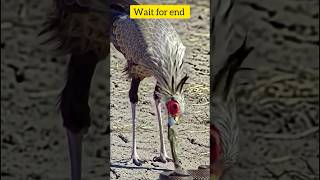 Snake vs Bird Hunting Skills 🐍🦅 | Habilidades de Caza: Serpiente vs Ave