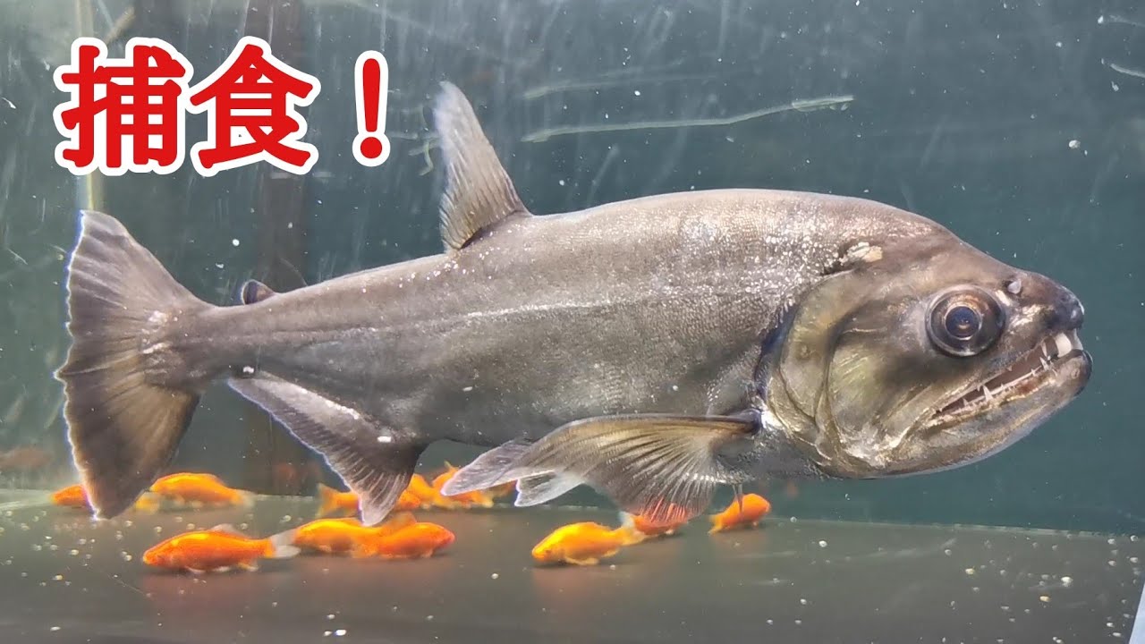 (お話中)アルマータスカショーロ　大型魚 2本の牙がある大型魚に金魚を与える - YouTube
